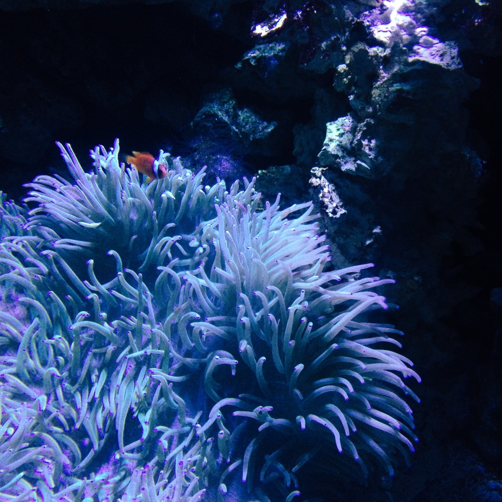 Nemo in Anemone