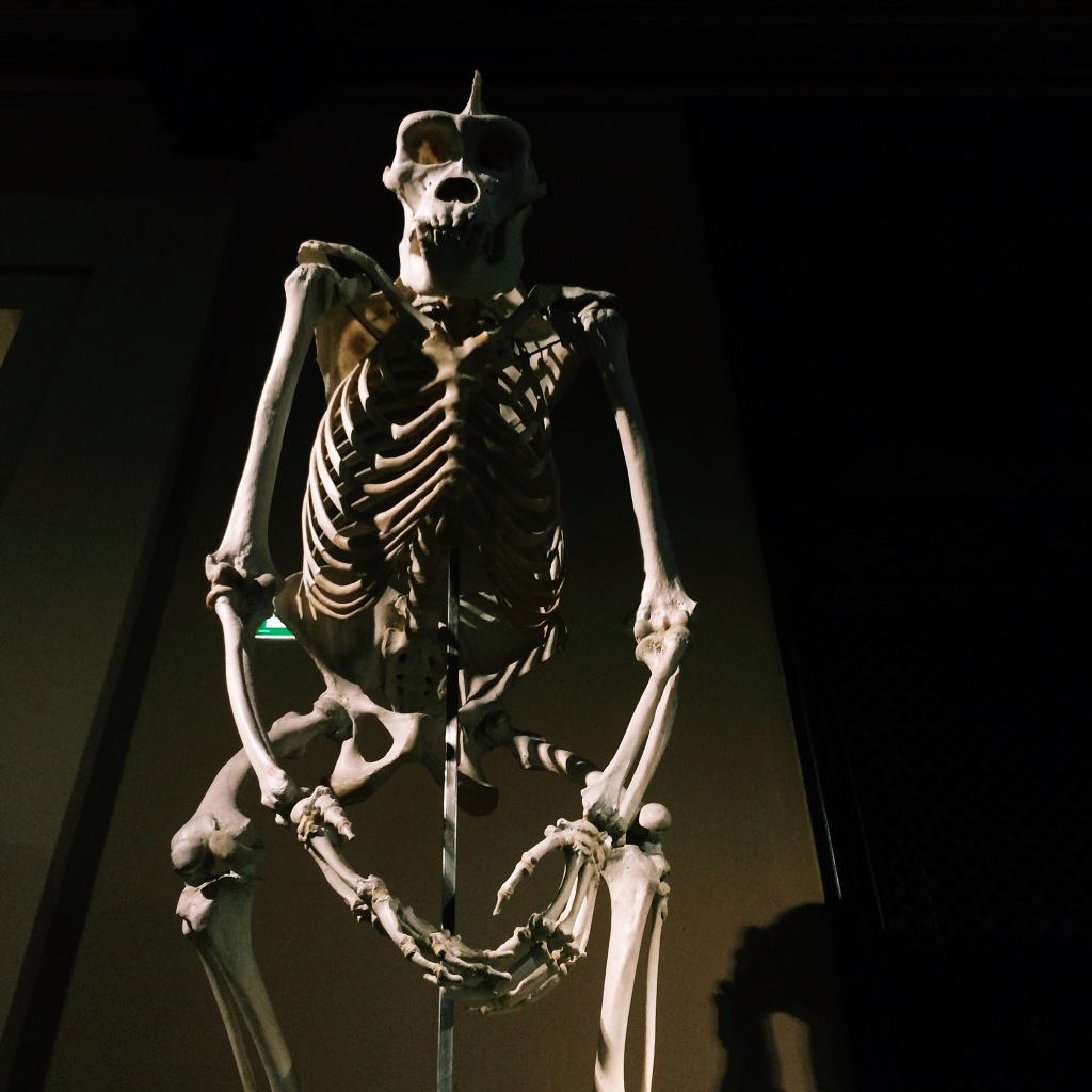 Skelett im Naturkundemuseum