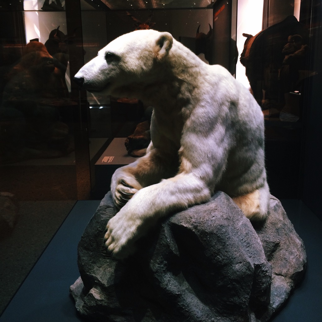 Knut im Naturkundemuseum