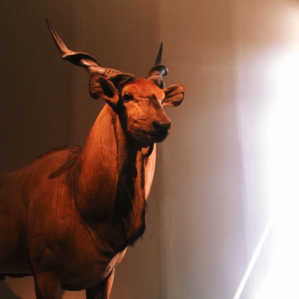 Antilope im Naturkundemuseum